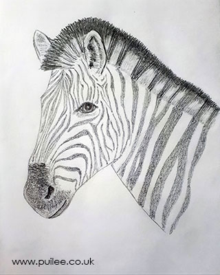 Zebra (2021) pencil on paper by artist Pui Lee
